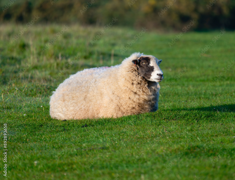 A Single Sheep Resting in a Green Field in England A Single Sheep Resting in a Green Field in England
