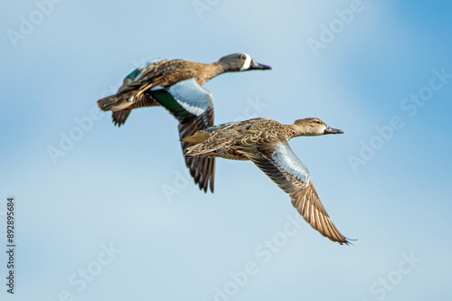Fotografia Blue-winged teals flying in Florida.