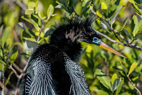 Fotografie An anhinga dries off in the sun after fishing.