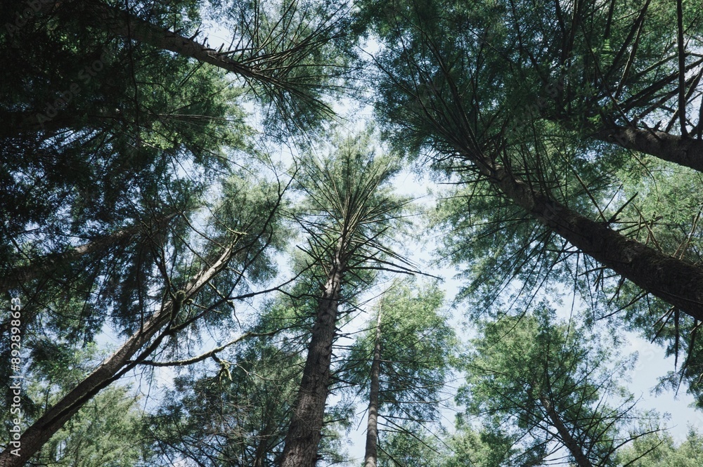 Fototapeta premium pine tree branches