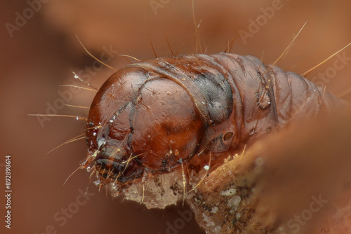 Portrait of a Dark Pine Knot-horn moth caterpillar (Dioryctria abietella), on a nobilis fir cone photo