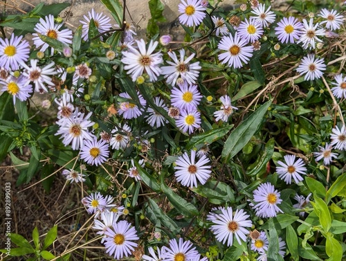 Flowers of Michaelmas Daisies (Symphyotrichum)