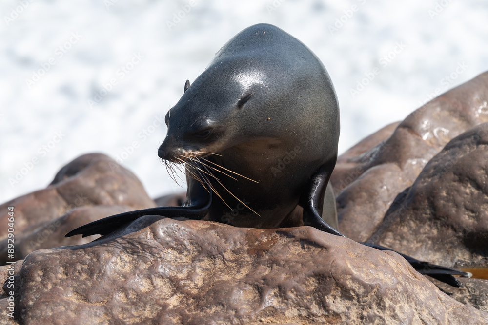 Fototapeta premium Cape Fur Seals - Arctocephalus pusillus- on the beach of Cape Cross Seal colony, along the skeleton coast of Namibia