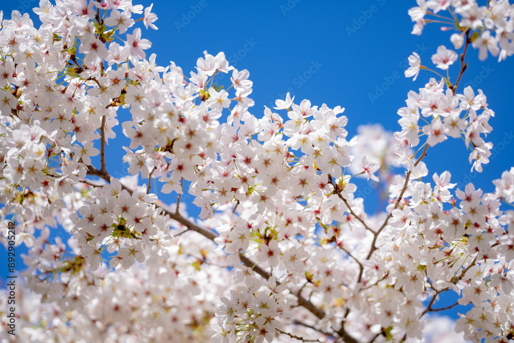 Spring background. White cherry blossoms against a blue sky. Easter background. White blossom tree. Spring blooming sakura cherry flowers branch. Spring background. White cherry blossoms against a blue sky. Easter background. White blossom tree. Spring blooming sakura cherry flowers branch.