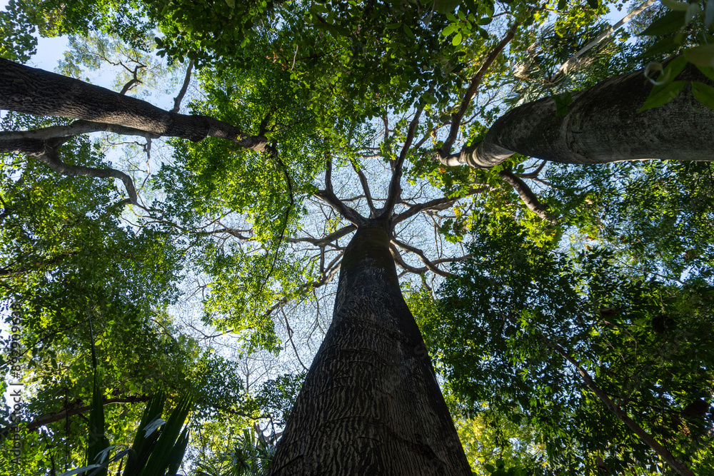 Naklejka premium giant tree
