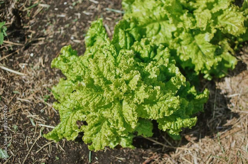 Green lettuce leaves growing in a garden bed near a greenhouse in a vegetable garden in summer Green lettuce leaves growing in a garden bed near a greenhouse in a vegetable garden in summer