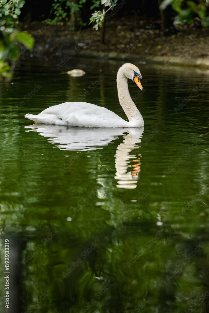 Bird swimming in calm water Bird swimming in calm water