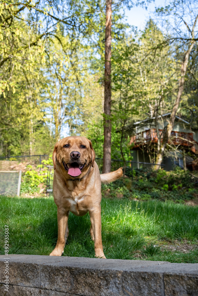 Very happy dog, yellow lab smiling in a backyard space, standing on a block wall and green grass lawn
Very happy dog, yellow lab smiling in a backyard space, standing on a block wall and green grass lawn