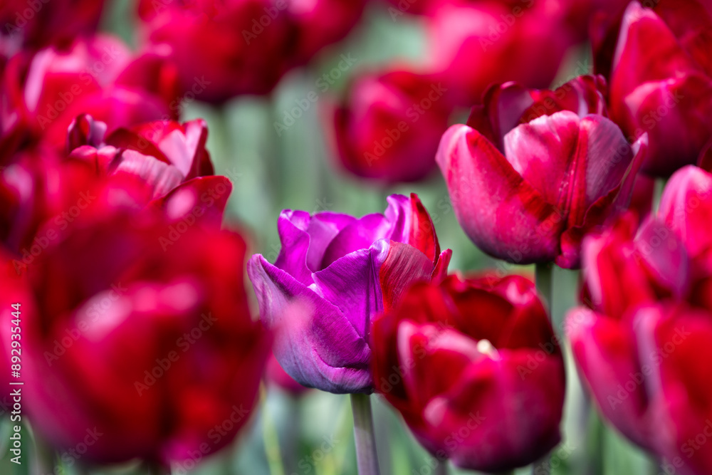 Obraz premium Field of tulips, red flowers with one purple and red bloom in the middle, closeup of colorful fresh spring growth as a nature background 