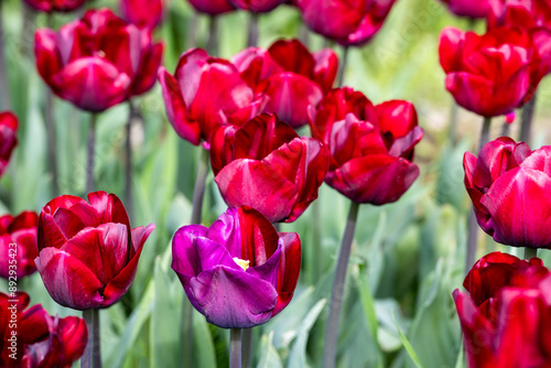 Field of tulips, red flowers with one purple and red bloom in the middle, closeup of colorful fresh spring growth as a nature background
