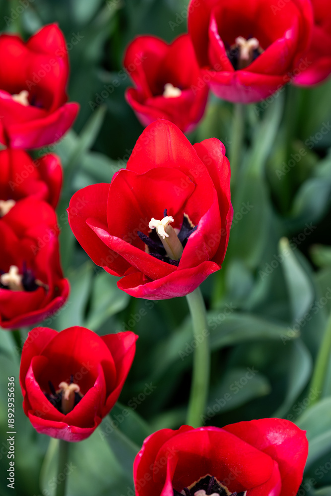 Field of tulips from above, bright red flowers with yellow centers against green leaves, closeup of colorful fresh spring growth as a nature background
Field of tulips from above, bright red flowers with yellow centers against green leaves, closeup of colorful fresh spring growth as a nature background