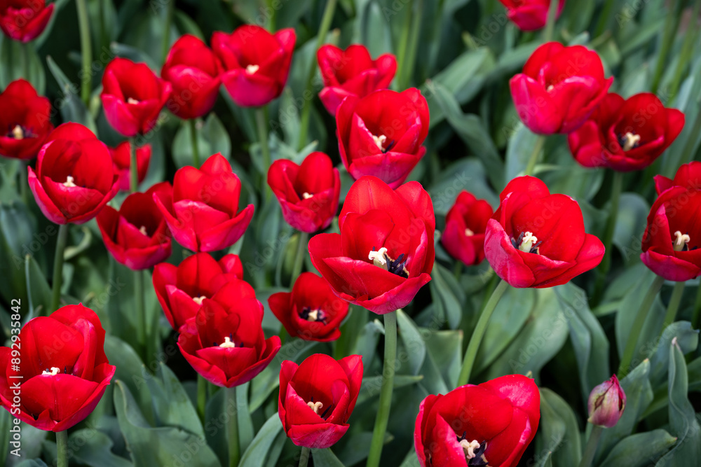 Field of tulips from above, bright red flowers with yellow centers against green leaves, closeup of colorful fresh spring growth as a nature background
Field of tulips from above, bright red flowers with yellow centers against green leaves, closeup of colorful fresh spring growth as a nature background