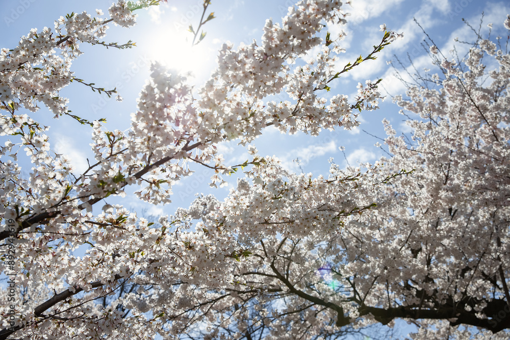 Cherry blossom in springtime with blue sky and sun rays. Toronto, Canada. Cherry blossom in springtime with blue sky and sun rays. Toronto, Canada.