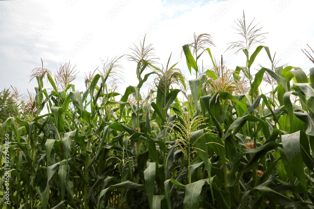 Fototapeta premium Sweet corn fields ready for harvest