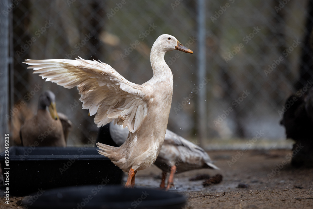 Fototapeta premium White Indian Runner Duck Flapping Its Wings