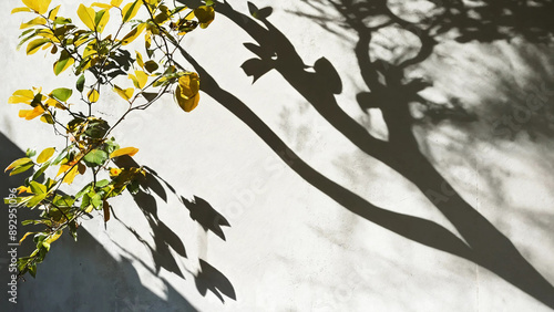 Shadow of leaves on concrete white wall, 16:9, 300 dpi, with space for text
