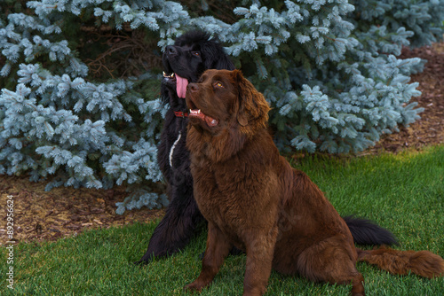 Photography 2 newfoundland dogs looking up at the sky, close up