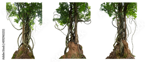 Big set of the trunk the tree was covered with twisted vines on a large termite nest on a white background there are copy areas and intersecting paths.