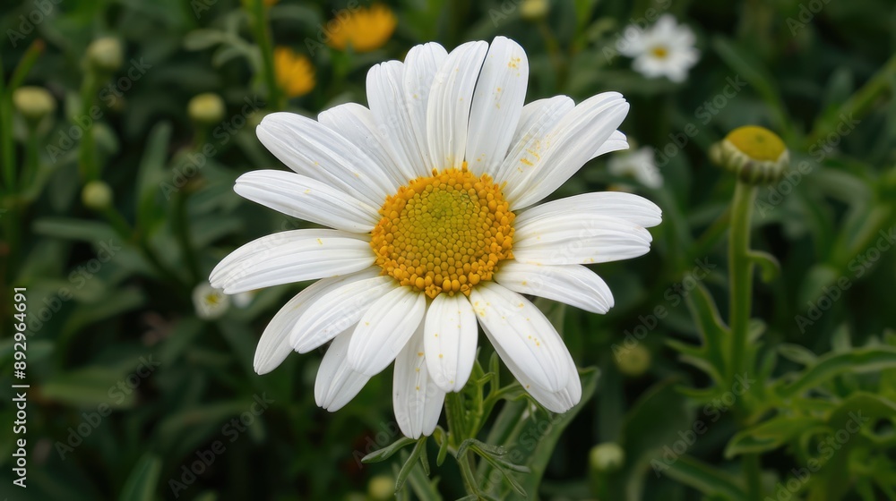 Fototapeta premium white-petaled marguerite with yellow center
