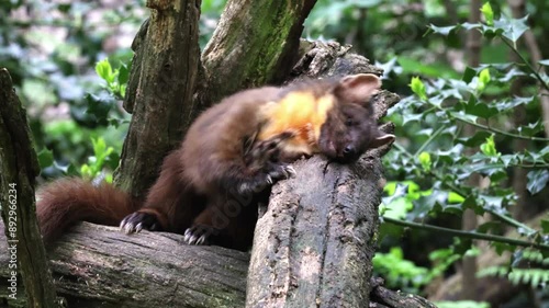 European pine marten (Martes martes), Germany, Europe