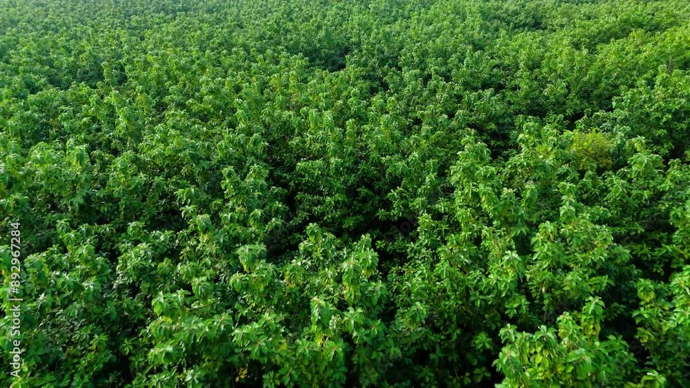 Aerial view from top of green forest tree Aerial view from top of green forest tree