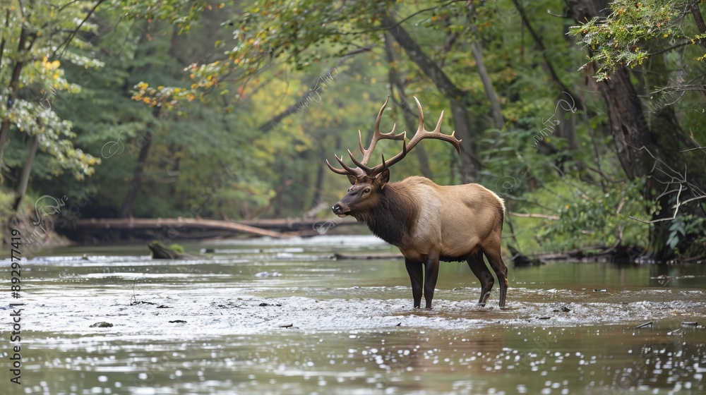 A stunning image of a powerful elk with impressive antlers standing in a forest stream, embodying the tranquility and majesty of wildlife in its natural habitat. A stunning image of a powerful elk with impressive antlers standing in a forest stream, embodying the tranquility and majesty of wildlife in its natural habitat.