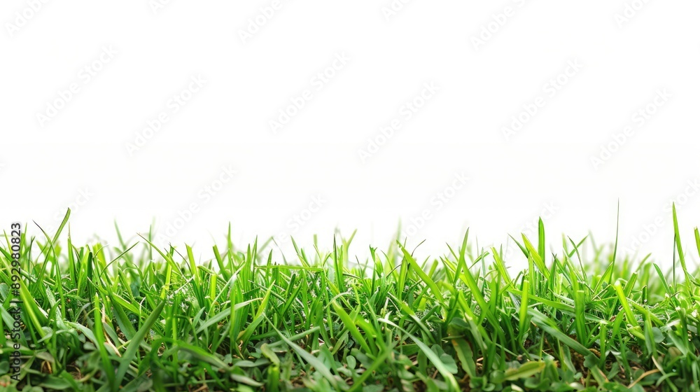 Grass carpet closeup against white background with empty space Grass carpet closeup against white background with empty space