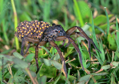 Wetland Giant Wolf Spider (Tigrosa helluo) female with spiderlings on the abdomen, Galveston, Texas, USA. photo