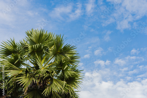 palm trees against blue sky