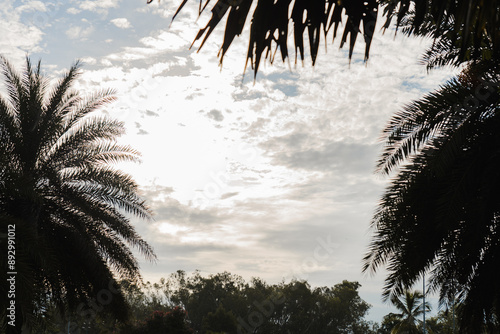 palm tree in the sunset