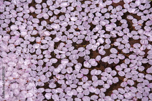 Close up and spring view of fallen pink cherry blossom petals on the pond at Hongneung Forest of Dongdaemun-gu, Seoul, South Korea
 photo