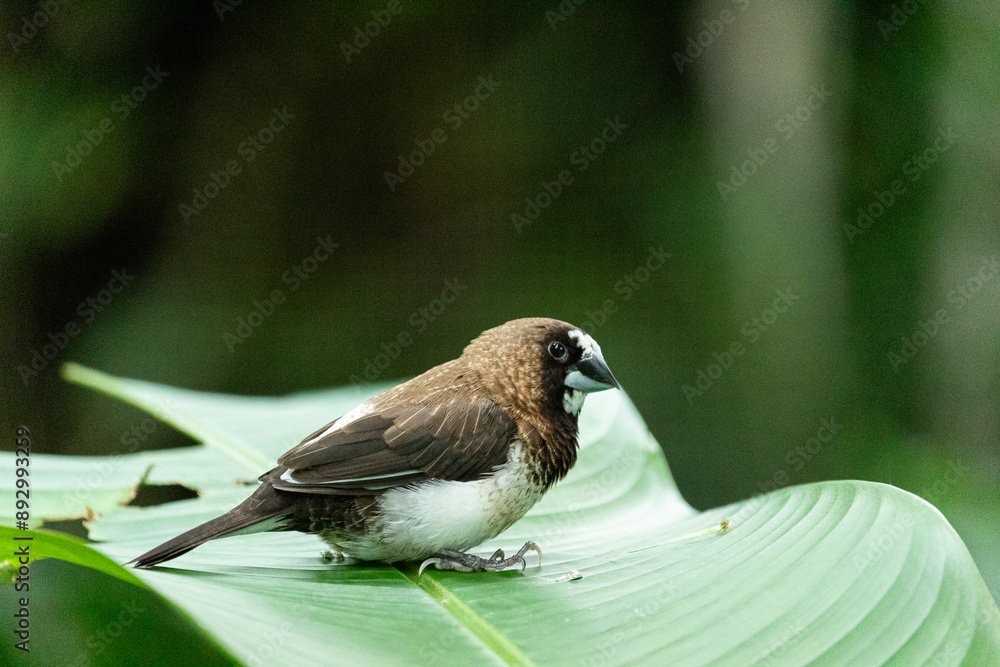 Fototapeta premium Brown Society Finch Perched on Leaf, Lonchura Striata Domestica
