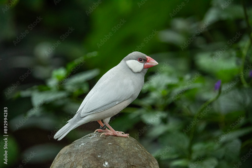 Grey Java Sparrow Perched on Rock, Padda Oryzivora Grey Java Sparrow Perched on Rock, Padda Oryzivora