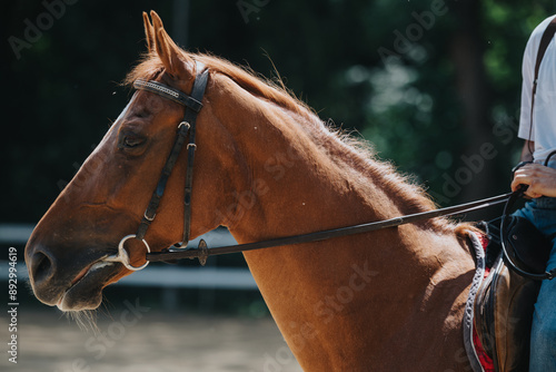 Side profile close-up of a brown horse wearing a bridle and reins in an outdoor setting. Rider's hand visible in the background. photo