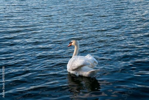 White swan on Gorodishchenskoe Lake on a dark blue background on a summer sunny day, Izborsk, Pskov region, Russia photo