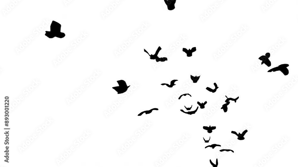 Black silhouette flock of birds flying on white background. Black and white video for compositing and presentation. Alpha matte isolated. Black silhouette flock of birds flying on white background. Black and white video for compositing and presentation. Alpha matte isolated.