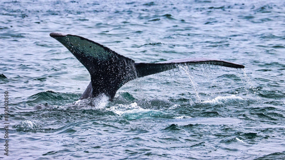 Fototapeta premium Icy Strait Point, Alaska