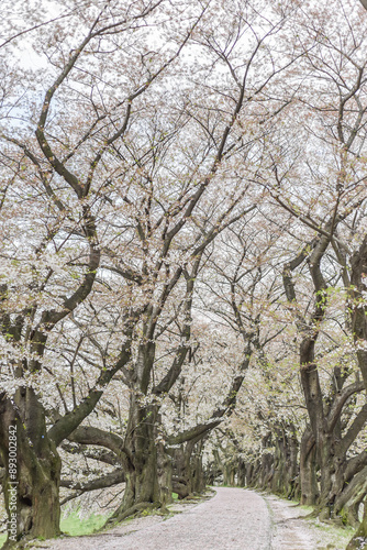 Landscape View Of Cherry (Sakura) Blossoms By The Sewaritei River Bank, Yawatashi, Kyoto, Japan  photo