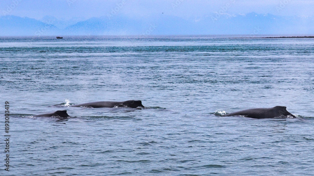 Obraz premium Icy Strait Point, Alaska