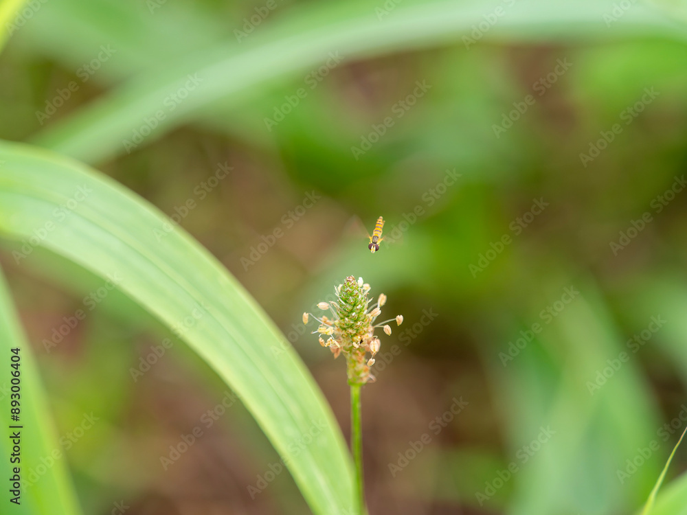 ハナアブとヘラオオバコの花 ハナアブとヘラオオバコの花