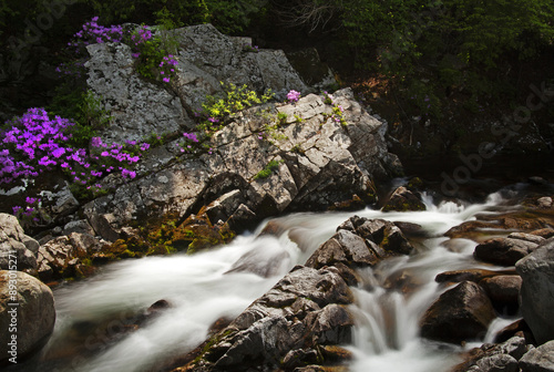 Spring and morning view of waterfalls and Korean Azalea pink flowers on the rock at Dalgung Valley of Jirisan Mountain near Sannae-myeon, Namwon-si, South Korea
 photo