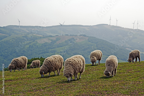 Summer and morning view of sheeps grazing on grassland against wind generators on the ridge of Daegwallyeong Samyang Ranch at Hoenggye-ri near Pyeongchang-gun, South Korea
 photo