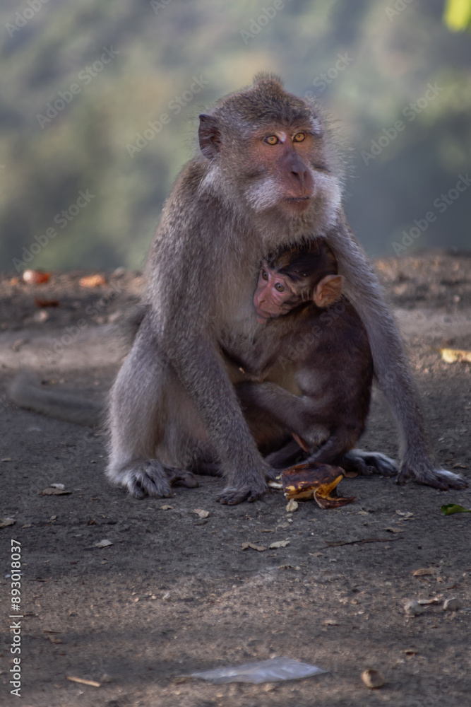 Monkey mother with her baby in Pusuk park, North Lombok, Indonesia Monkey mother with her baby in Pusuk park, North Lombok, Indonesia