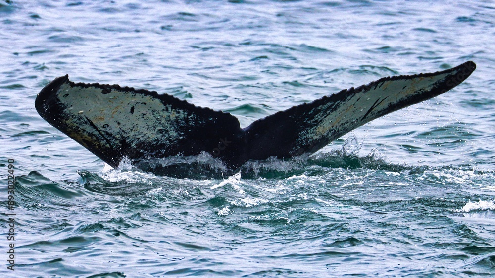 Obraz premium Icy Strait Point, Alaska