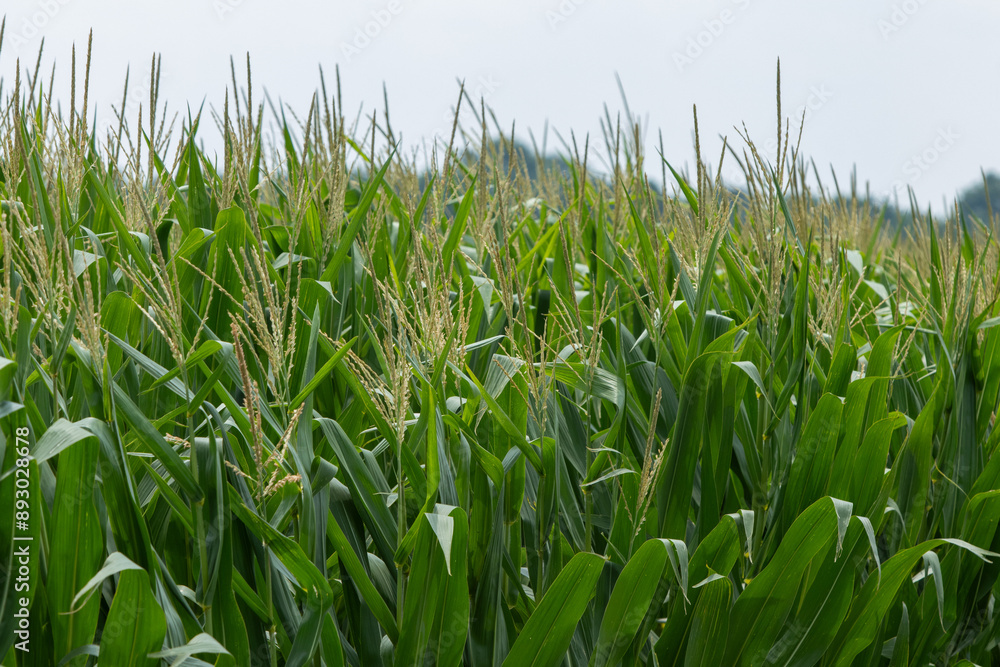 Fototapeta premium Rows of cornstalks
