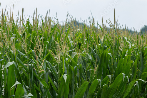 Rows of cornstalks photo