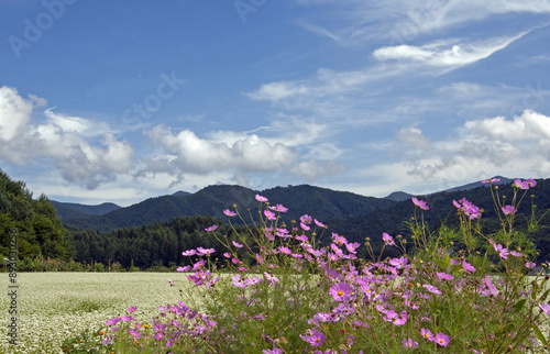 Summer view of cosmos with pink flowers against buckwheat field and mountain at Bongpyeong near Pyeongchang-gun, South Korea
