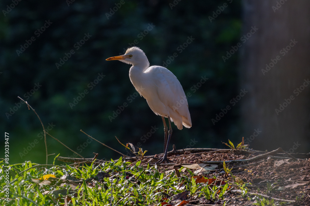 Obraz premium Birds in the wild are beautiful and colorful birds that are different from birds raised in captivity. 