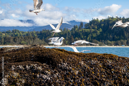 Many Seagulls take flight from a wet Barnacled Rock in a Washington State Bay. High quality photo photo