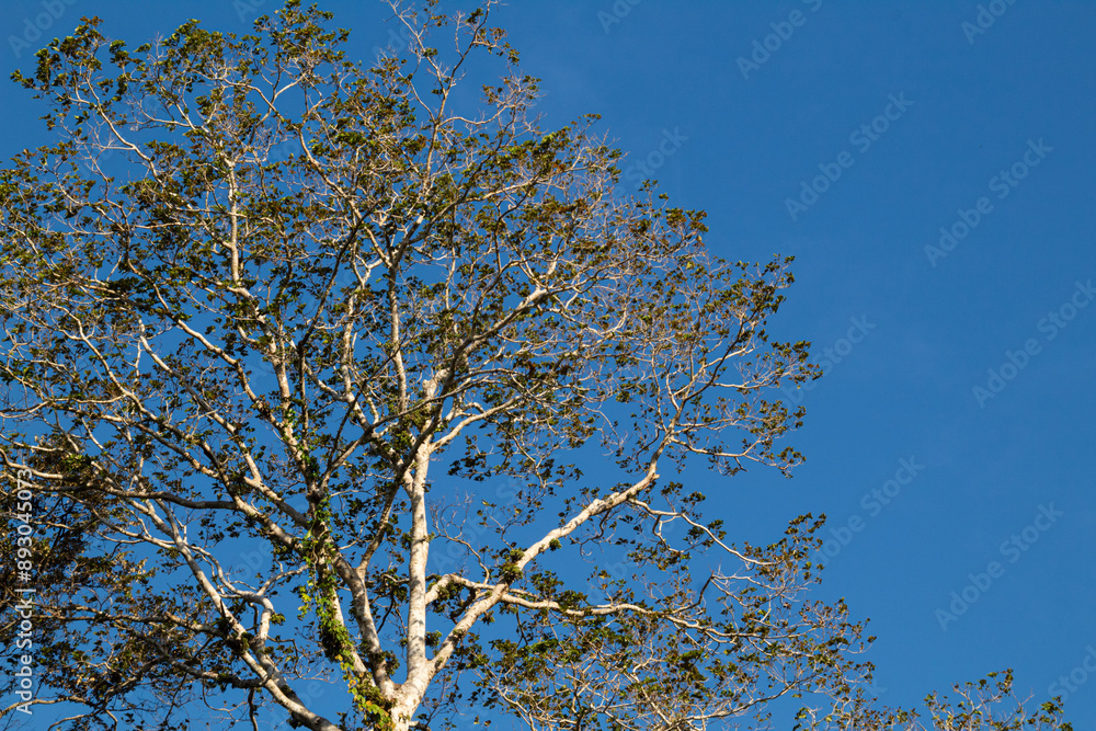 Fototapeta premium Branch tree on bright blue sky background
